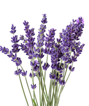 Ý nghĩa hoa Lavender